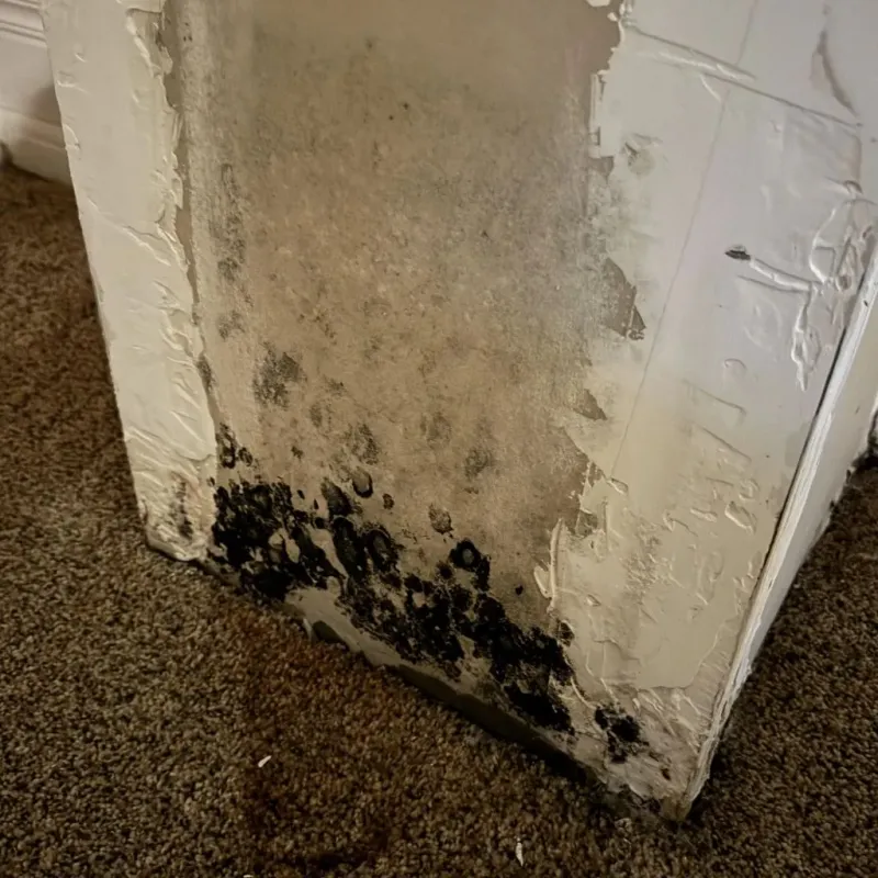 Professional Mold Removal in Poteau, OK